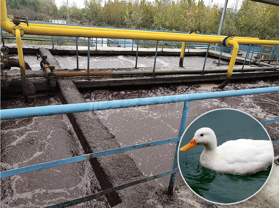 鸭屠宰废水处理工程